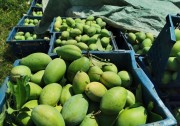 ផ្លែស្វាយកម្ពុជាជាងកន្លះលានតោន មានសក្តានុពលនាំចេញទៅចិនរៀងរាល់ឆ្នាំ